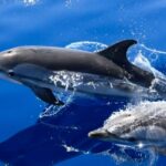 Lanzarote: Lobos Island Half-Day Dolphin Watching Trip - What’s Included and What’s Not