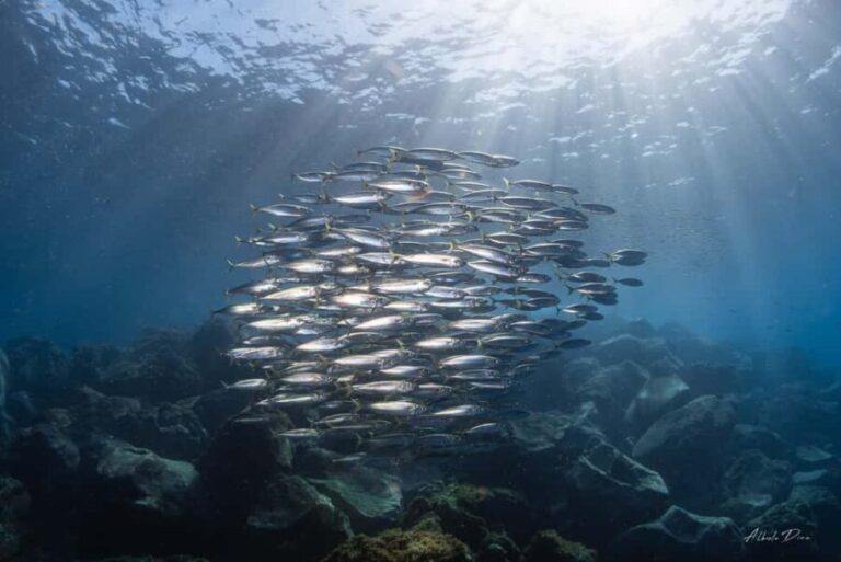 Lanzarote: Real Submarine Dive - The Experience in Practice