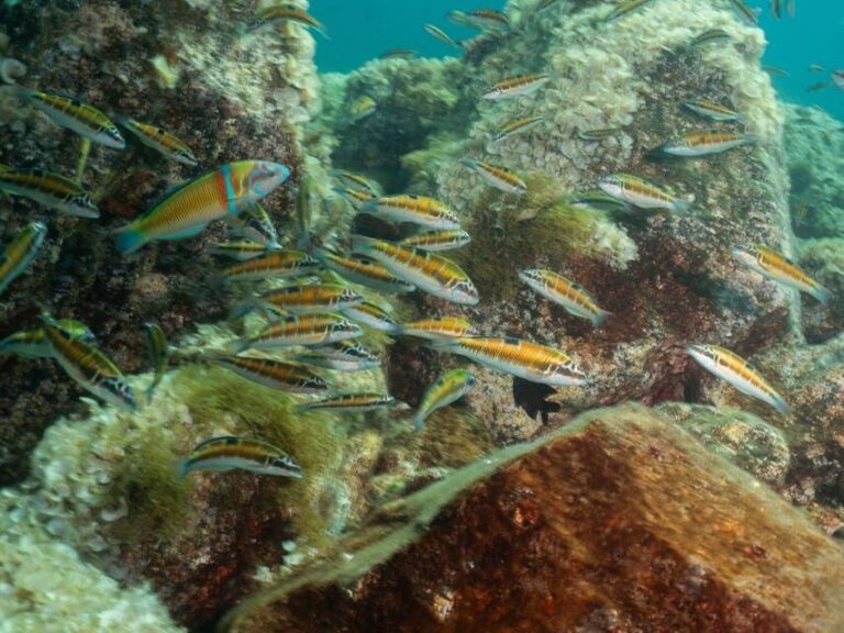 Lanzarote: Scuba Diving Refresher Course - The Itinerary: A Clear, Relaxed Approach