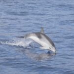 Lanzarote: Sea Safari Experience - Real Experiences from Travelers