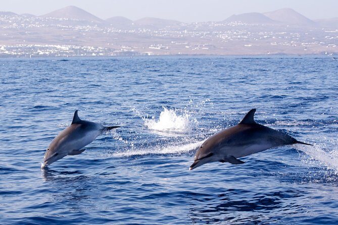 Lanzarote Sea Safari from Puerto calero - The Value of the Experience