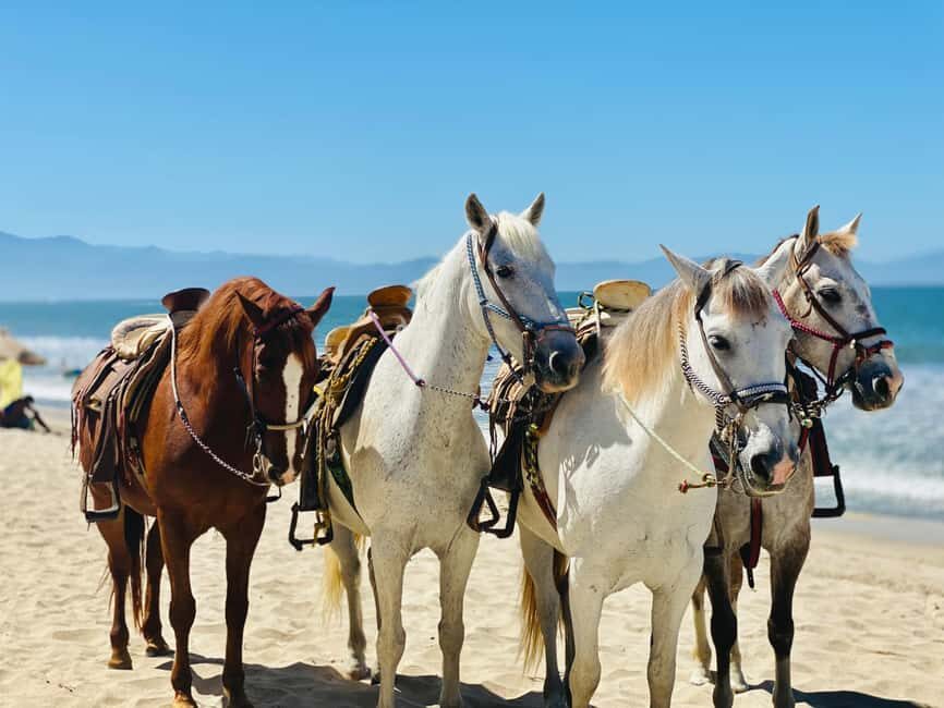 Lanzarote: Sunset Beach Horseback Ride - What to Expect on the Day