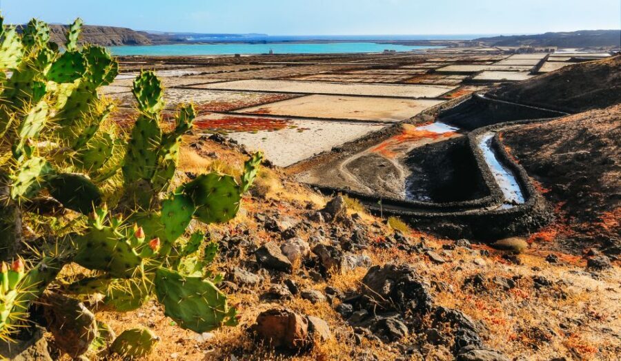 Lanzarote: Volcanos of Timanfaya and Caves Tour with Lunch - Who Should Consider This Tour?