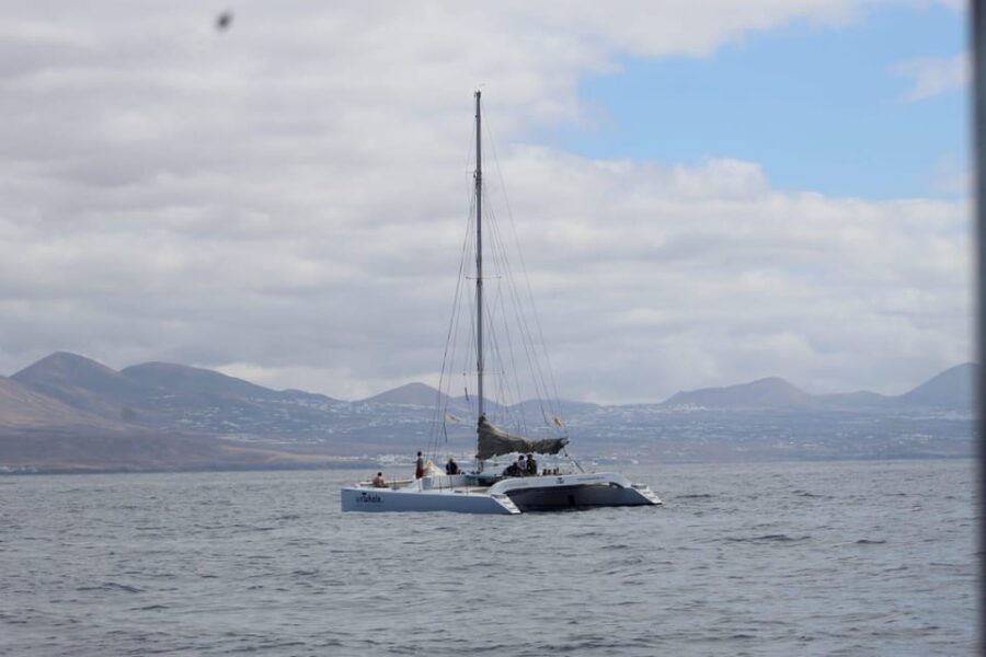 Lanzarote: Whale and Dolphin Watching Eco-Friendly Catamaran - What the Itinerary Looks Like