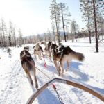 Lapland Husky Safari from Saariselkä - What Makes This Tour Stand Out
