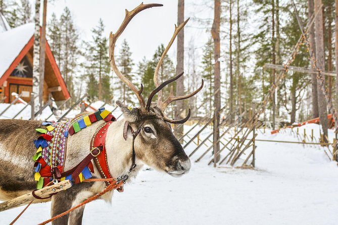 Lapland Reindeer Safari from Rovaniemi - The Real Value of This Tour