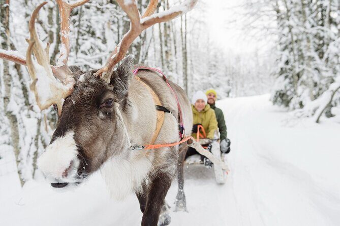 Lapland Reindeer Safari From Saariselkä - Authenticity and Quality Based on Reviews