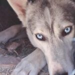 Lappeenranta: Husky Farm Visit and Sleigh Ride and Tiipii - Practical Tips and Considerations