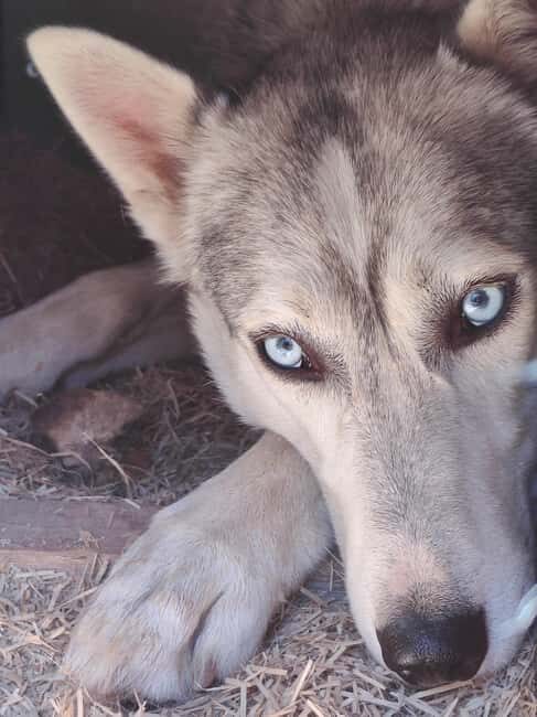 Lappeenranta: Husky Farm Visit and Sleigh Ride and Tiipii - Practical Tips and Considerations