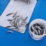 Larnaca: Private Fishing - Traditional Explorer N Vessel - What You Can Expect on the Trip