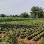 Las Nieves Monte Albán, Arrazola, Cuilapam 6h Bike Tour - What’s Included and What’s Not