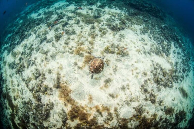 Las Palmas: Survival Apnea Course - What is the Las Palmas Survival Apnea Course?