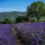 Lavande Guided Tour And Live Distillation - Who Would Love This Tour?