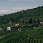 Lavaux Wine and Vineyard Experience with Boat Cruise - Who Will Love This Tour?