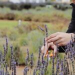 Lavender Field Guided Tour - The Reviews Speak for Themselves