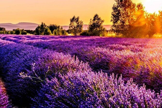 Lavender Fields Full Day Private Tour From Marseille - Who Will Love This Tour?