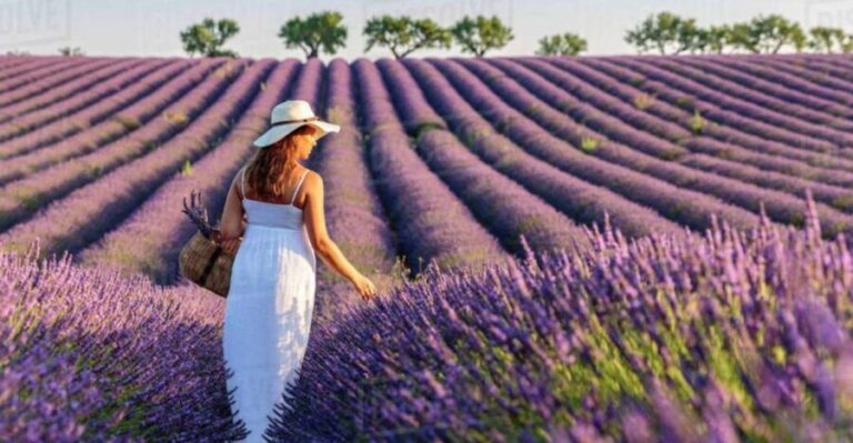 Lavender Fields Tour - An In-Depth Look at the Lavender Fields Tour