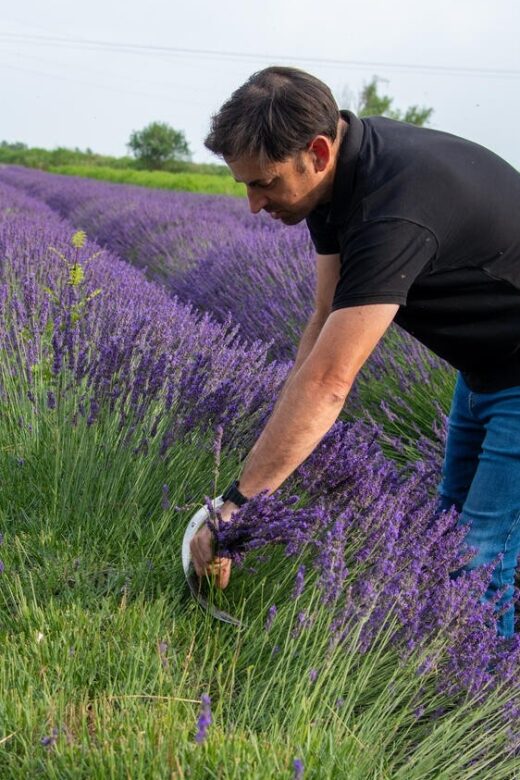 Lavender picking & distillation between NîmesArles - A Deep Dive into the Lavender Picking & Distillation Experience