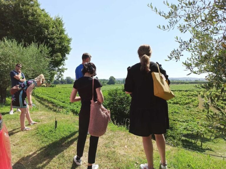 Lazise: Winery Tour with Garda Wines and Food Tasting - A Detailed Look at the Experience