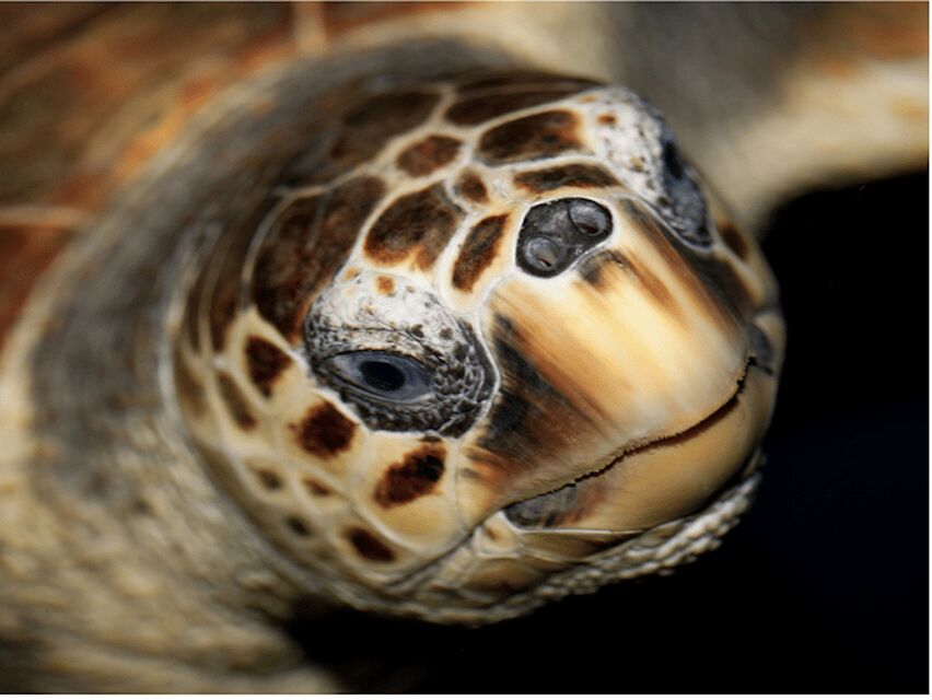 Le Grau-du-Roi: Seaquarium Skip-the-Line Entrance Ticket - The Conservation Mission