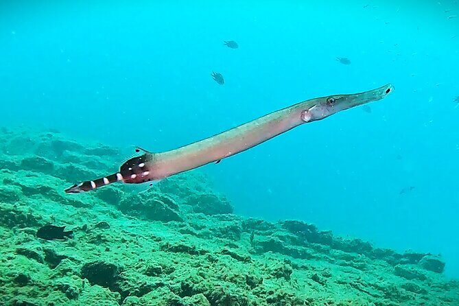 Learn Scuba Diving in Tenerife with Photos Included - Authentic Feedback from Past Participants