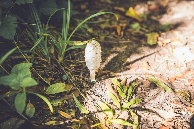 Learn to forage in Llangollen - The Setting: Llangollen’s Scenic Canal