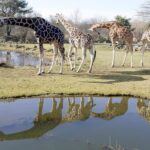 Leipzig Zoo: Entry Ticket - Walking the Grounds