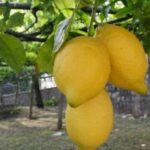 Lemon Experience with Limoncello demonstration - The Value of This Tour