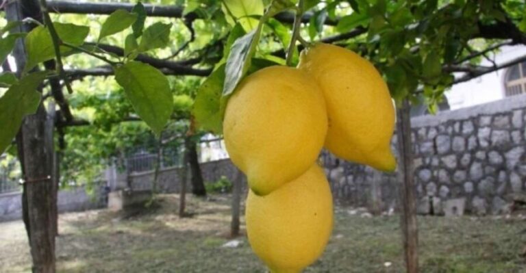 Lemon Experience with Limoncello demonstration - The Value of This Tour