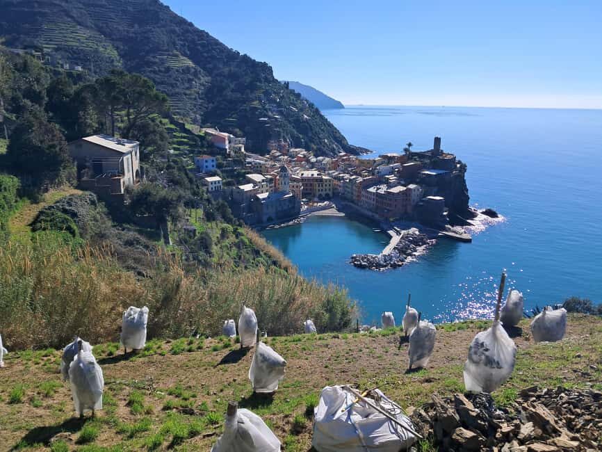 Lemon tour with limoncino and wine tasting in Vernazza (Cinque Terre) - The Itinerary Breakdown