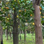 Lemon Tour with Lunch/Dinner - The Experience Itself: What You Can Expect