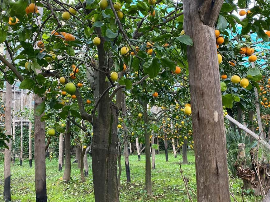 Lemon Tour with Lunch/Dinner - The Experience Itself: What You Can Expect