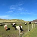 Lerwick: Shetland Pony Express - An Honest Look at the Experience