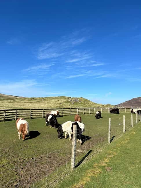 Lerwick: Shetland Pony Express - An Honest Look at the Experience