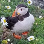 Lerwick: The Puffin Express - 3hr South Mainland Tour - FAQs