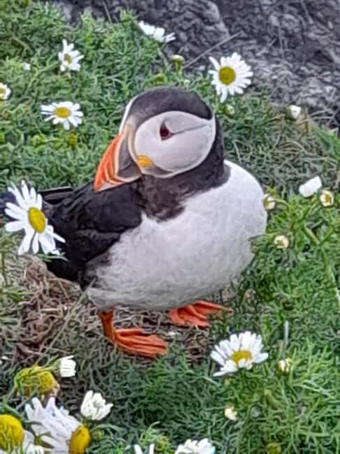 Lerwick: The Puffin Express - 3hr South Mainland Tour - FAQs