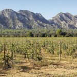 Les Baux de Provence : Wine day Tour : 7 hours - Practical Details and Considerations