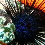 Lets Go Diving with pickup from hotel - What to Expect from This Tour