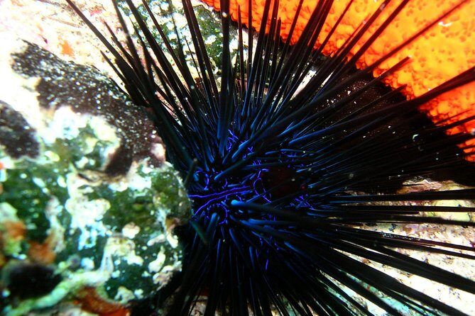 Lets Go Diving with pickup from hotel - What to Expect from This Tour