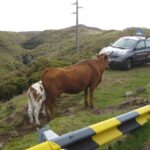 Levada do Alecrim (Madeira Lakes) Full-day walk - Who Will Love This Tour?