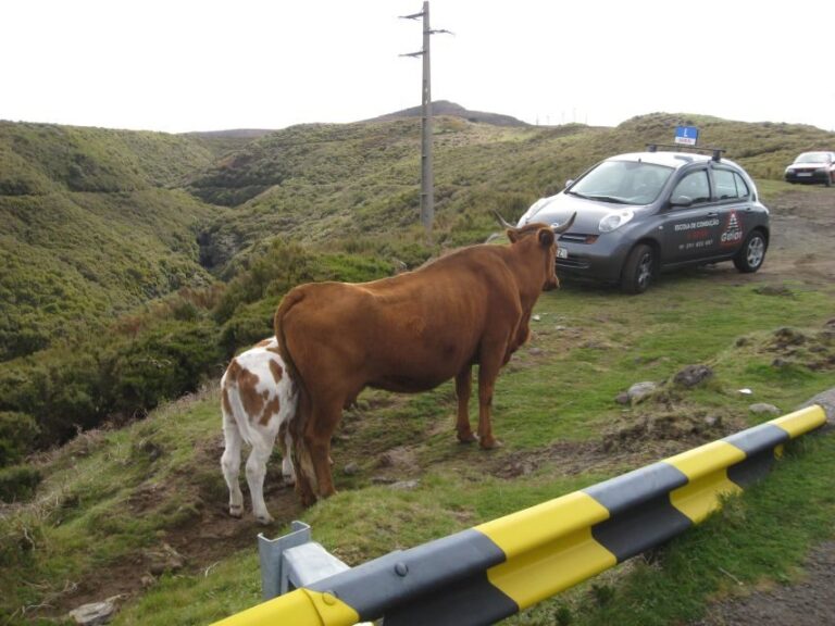 Levada do Alecrim (Madeira Lakes) Full-day walk - Who Will Love This Tour?