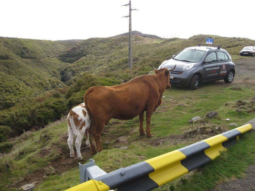 Levada do Alecrim (Madeira Lakes) Full-day walk - Who Will Love This Tour?