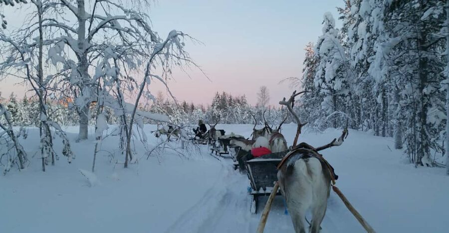 Levi: 3km Reindeer Sleigh Ride in the forest at night - Practical Considerations