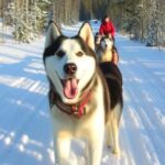 Levi: 5 Km Husky Sledding Ride in Levi - What to Expect in Terms of Price and Value
