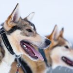 Levi: 7 km Self-Drive Husky Sledding Adventure - The Itinerary and What You Can Expect