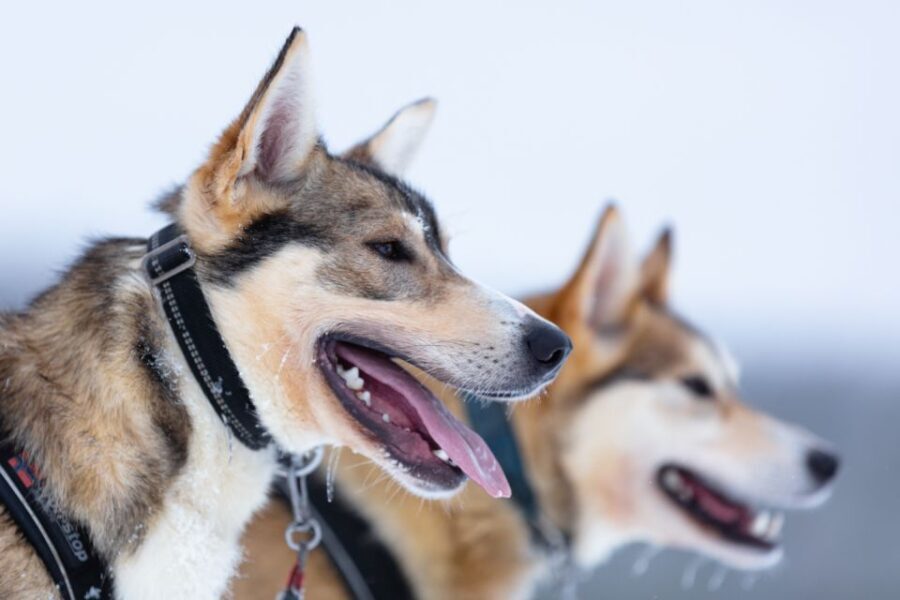 Levi: 7 km Self-Drive Husky Sledding Adventure - The Itinerary and What You Can Expect