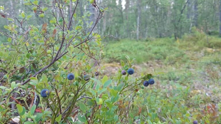 Levi: Berry Picking - Superfoods from Nature - What’s Included and What to Bring