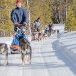 Levi: Evening Husky Sled Ride under the Northern Lights - How the Tour Is Structured