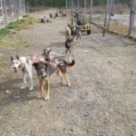 Levi: Husky cart tour- Midnight Sun & Autumn Northern Lights - The Experience from Travelers’ Perspectives