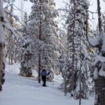 Levi: Lakeside forest snowshoeing - The Experience: What It Feels Like